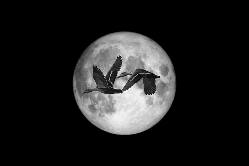 Moonlit Getaways
